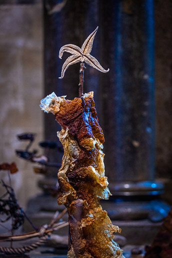 Large star fish. Common starfish, sugar kelp (photo Mud and Thunder)